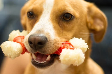 Dog Wallpapers, Cool Animals, Hd Dog Images, Download Dog ...