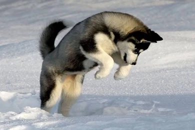 Dogs: Dog Playing Snow Animal Winter Cool Wallpapers For HD 16:9 ...