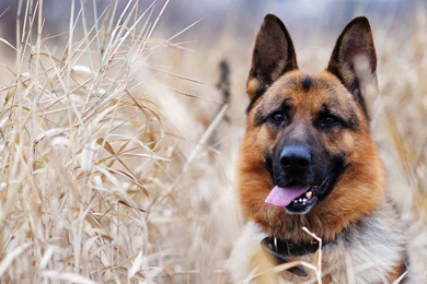 Pets And Animals   Hebus.org   High Definition Wallpapers   HD ...