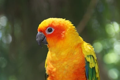 Cute Animals, Free Animal Images, Wild Animals, Wallpapers Of ...