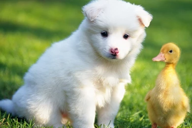 Images Animals Animal Wonderful Animal Hd Wallpapers 1920x1080 Px ...