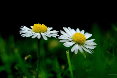 Cute Nature Pictures   Desktop Backgrounds