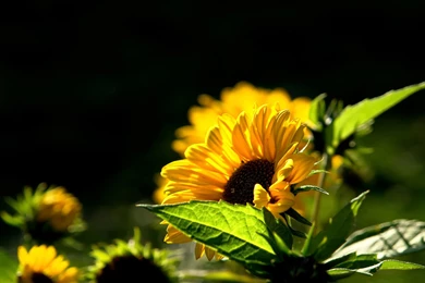 921700 Yellow Flowers Wallpapers
