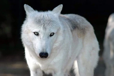 Widescreen Animal Wallpapers 1440x900 NO.14 Desktop Wallpapers ...