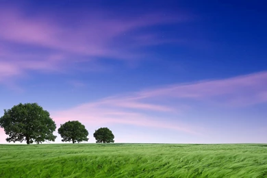 Theme Bin» Blog Archive » Out In The Fields HD Wallpapers
