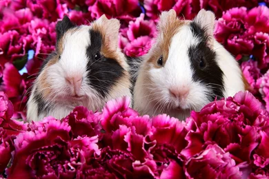 Cute Animal Wallpapers High Resolution   Wallpaper.