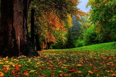 A Squirrels Eye View Wallpapers