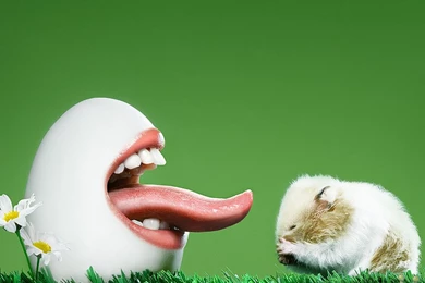 Most Funny Photo   HD Wallpapers And Pictures