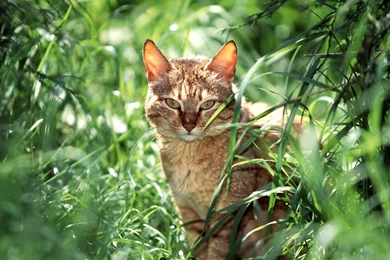 HD Amazing Pictures: Most Amazing Backgrounds Ever