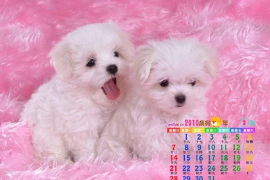 Cute Wallpapers Free Download Collection (32+)