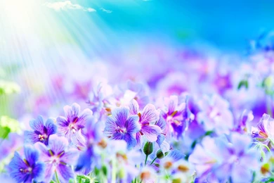 Beautiful Flowers Backgrounds