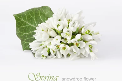 Flowers Backgrounds 30726   Flower Wallpapers   Flowers