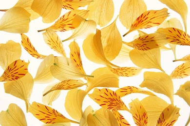 1600 Series II Flowers Backgrounds 13698   Flower Backgrounds   Flowers