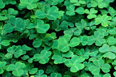 St Patricks Day Wallpapers   Latest Updates