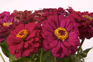 Flowers Butterfly Wallpapers Download Wallpapers