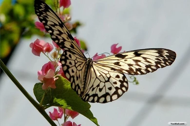 Butterfly Desktop Wallpaper jnhr 16339 Hd Pictures