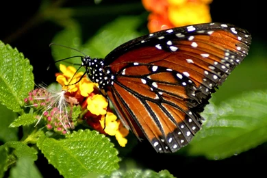 Butterfly Backgrounds For Desktop   Danasrhp.top