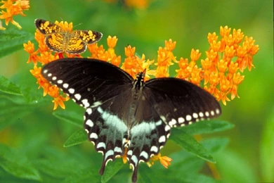 Butterflies: Butterfly Flowers Beautiful Picture Pictures ...