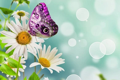 Flowers: Spring Butterflies Flowers Cherry Blossom Pink Nature ...