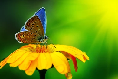 Blue Butterfly And Flower Hd Picture