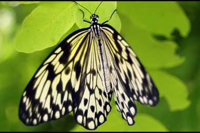 Butterflies Beautyfly Wings Fresh Butterfly White Nature Sweet ...