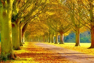 Beautiful Cool Nature – Nature Forests HD Desktop Wallpapers