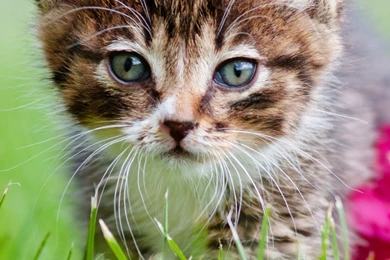 Galaxy S6 Wallpapers HD, Samsung Galaxy S6 Edge Wallpapers