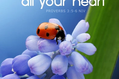 Free Mobile Wallpaper, Backgrounds   Beautiful!