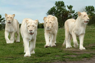 White Lion Hd Wallpapers Free Download