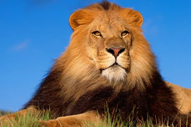 Lion Wallpapers Downloadpetite soumiselylye