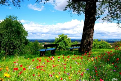 Wallpapers Of Natural Background Images