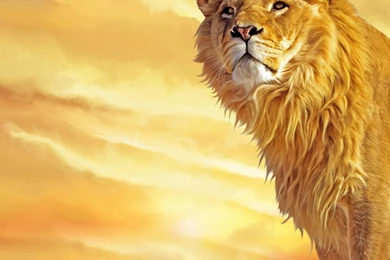 Lion Wallpapers Hd