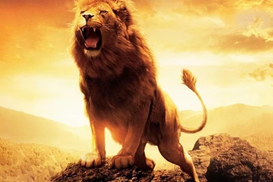 Lion Live Wallpapers   Android Apps On Google Play