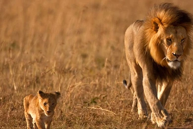 Lion wallpapers download.jpg