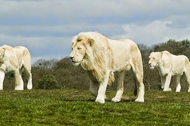White Lion Hd Wallpapers Free Download