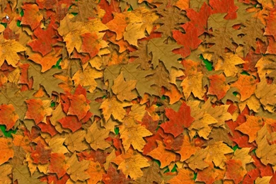Fall Images For Backgrounds Wallpapers Zone