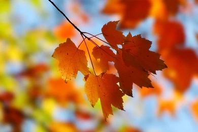 Fall Maple Desktop Wallpapers 800x600, Fall Maple Backgrounds ...