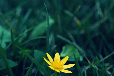 Flower Galaxy S4 Wallpapers HD 240, HD, Galaxy S4 Wallpapers, S4 ...