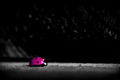 Dark Sky Pink Ladybug In Land Popular HD Wallpapers