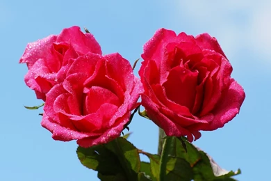 Dark Pink Rose Wallpapers   Wallpapers Zone