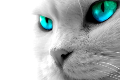Wallpapers Blue Eyes Snake Razer Cat With Hd P 1920x1080