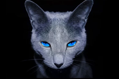 Images For Gt Blue Eyes Wallpapers Hd   PetPictures