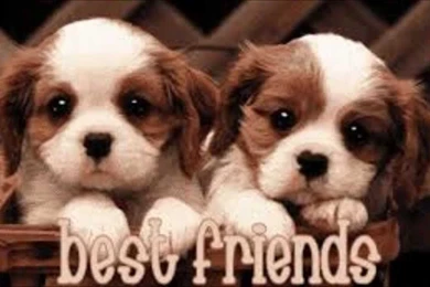 Best Friends Forever Wallpapers   Wallpapers Cave