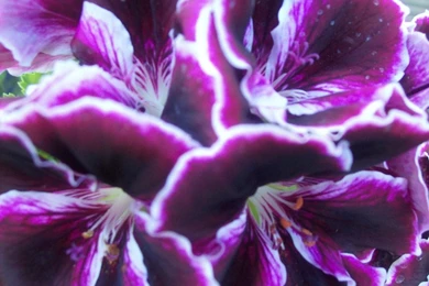 Purple Lightning By Dvid1 On DeviantArt