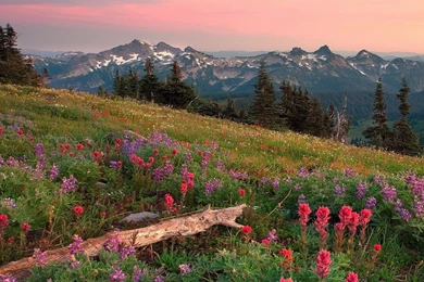 Summer, Landscape, High, Definition, Wallpaper, Download, Images ...