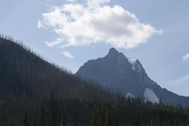 A Day Into The Wild Of Alberta 18 Wallpapers   (