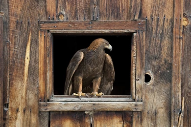 Barn Eagle Wallpapers