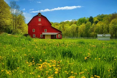 Summer Countryside   (