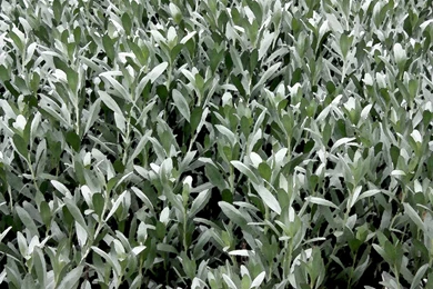 Painted Leaves Modern 'Arts And Crafts' Wallpapers By Aegiandyad On ...