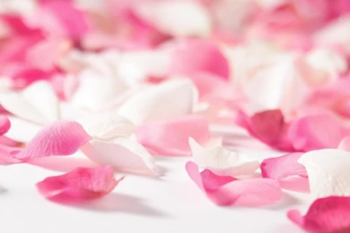 Flower Petal Wallpapers